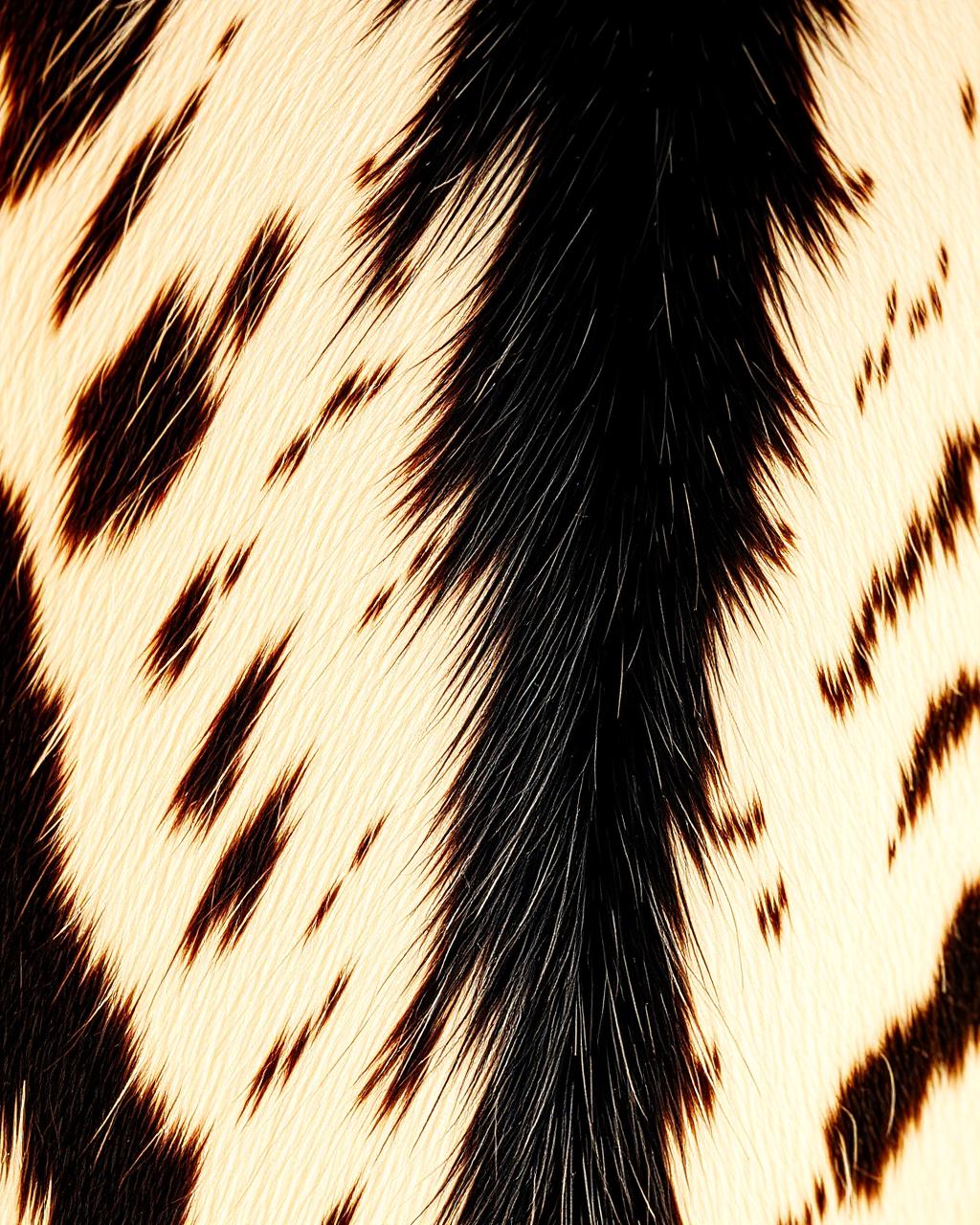 Zebra haircalf texture